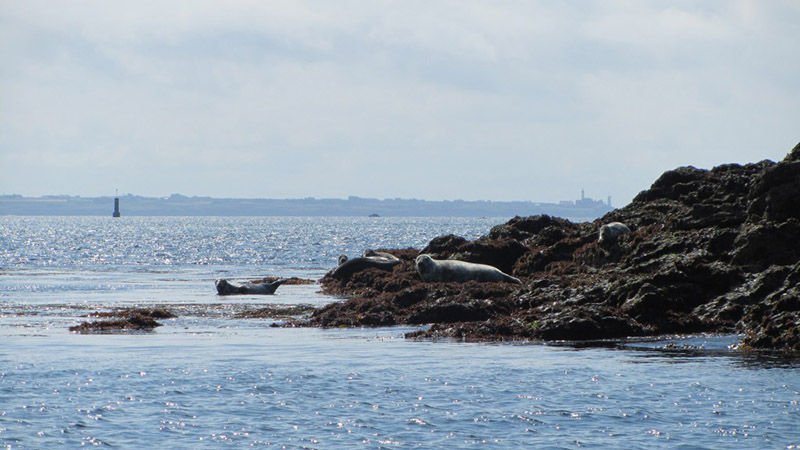 Les phoques de la mer d'Iroise (source site public) Les phoques de la mer d'Iroise (source site public)